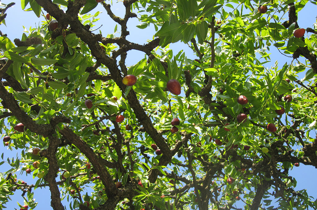 Vendita alberi di albicocche a Padova e Venezia