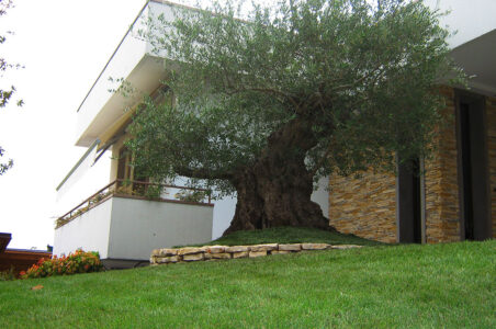 giardino con albero di ulivo