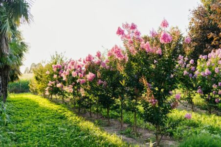 consigli per le piante in primavera